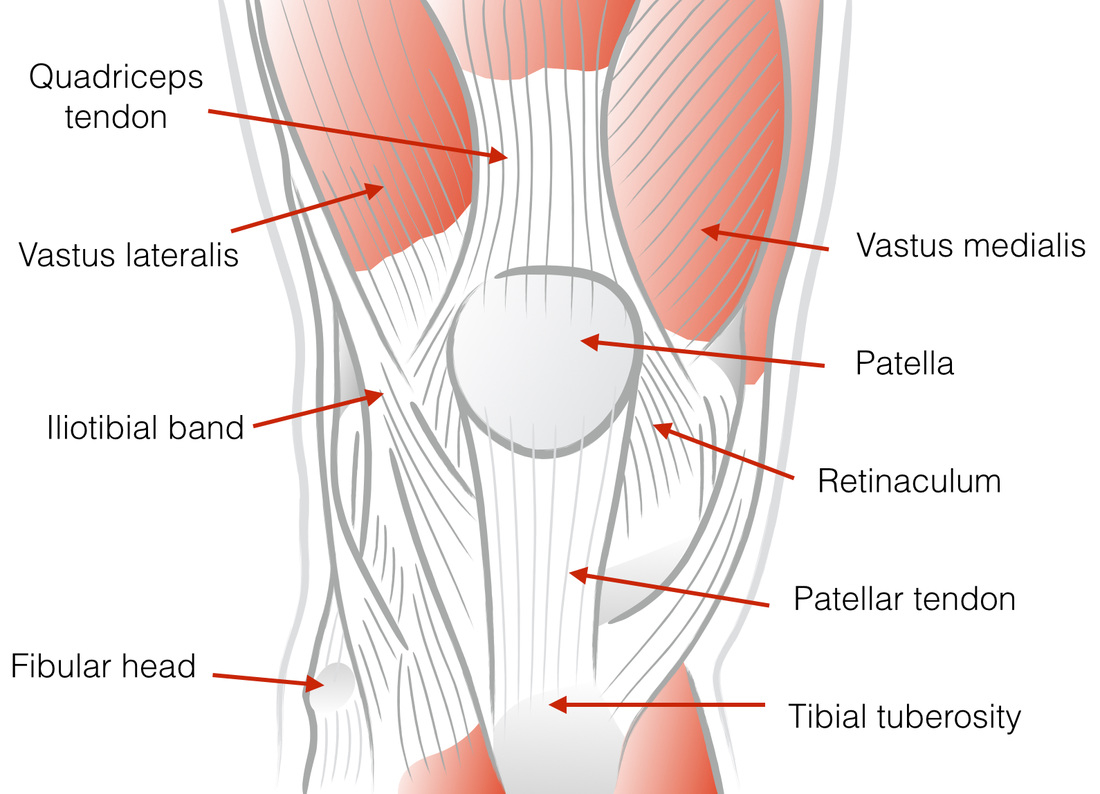 Diagram Of The Knee Soft Tissue Knee Patient Information Gavin Mchugh