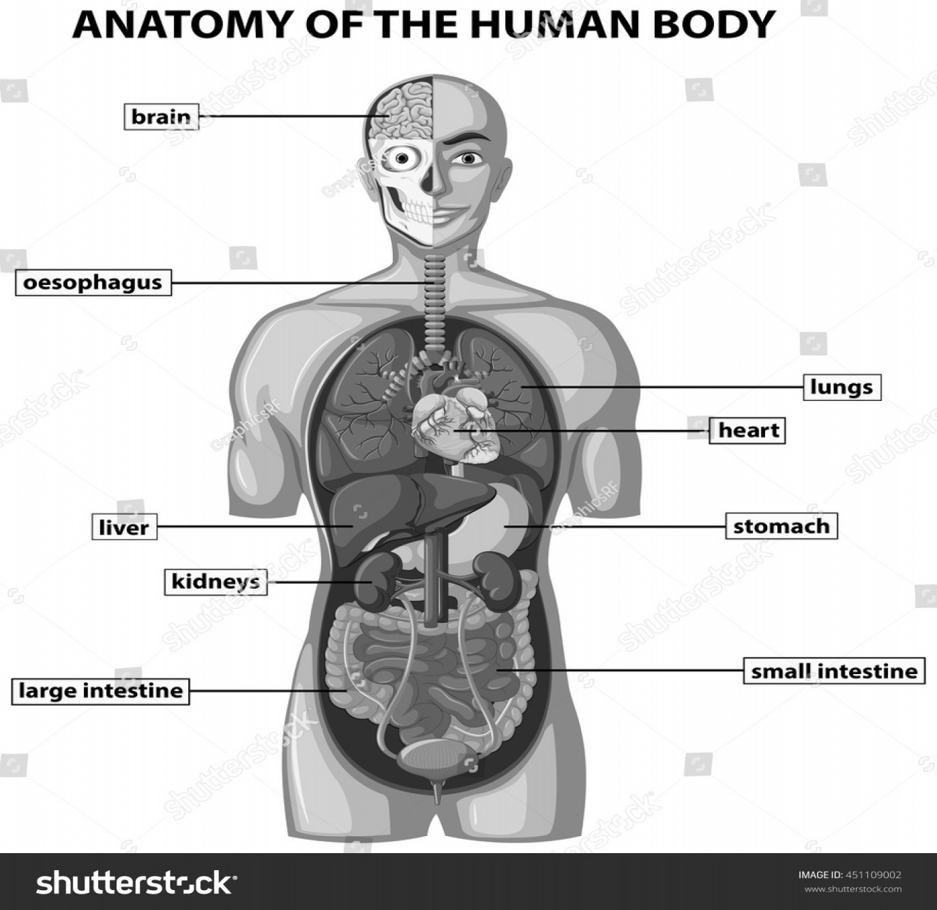 Diagram Of The Liver Anatomy Of Lungs And Liver Steven Hill