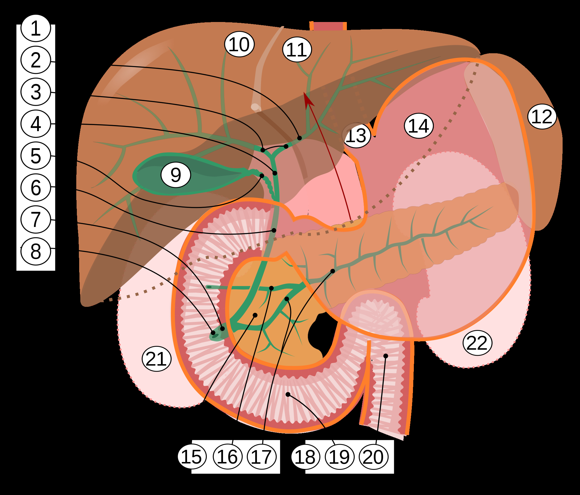 Diagram Of The Liver Biliary Tract Wikipedia
