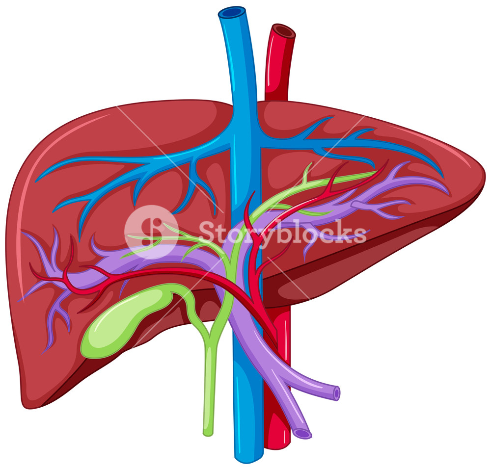 Diagram Of The Liver Close Up Diagram Of Liver Anatomy Illustration Royalty Free Stock