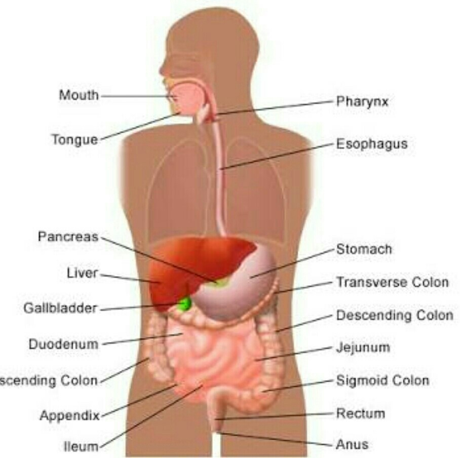 Diagram Of The Liver Draw A Diagram Andposition Of Liver Brainlyin