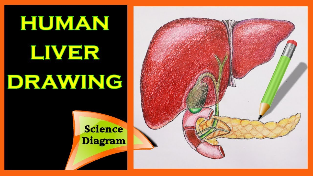 Diagram Of The Liver How To Draw The Human Liver The Human Liver Easy Draw Tutorial Science Diagram Biology