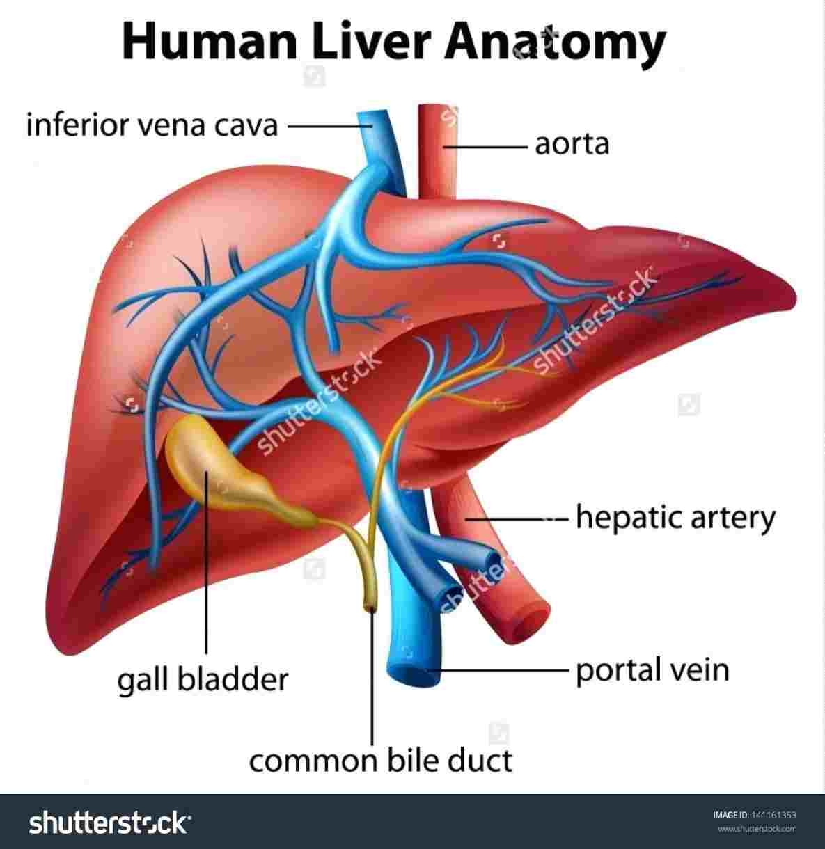 Diagram Of The Liver Human Anatomy Liver And Kidneys Diagram Diagram Of Anatomy
