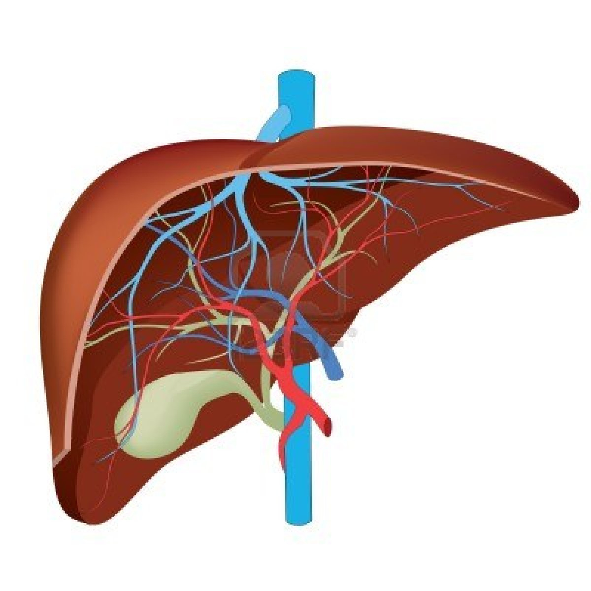 Diagram Of The Liver Human Liver Diagram Drawing