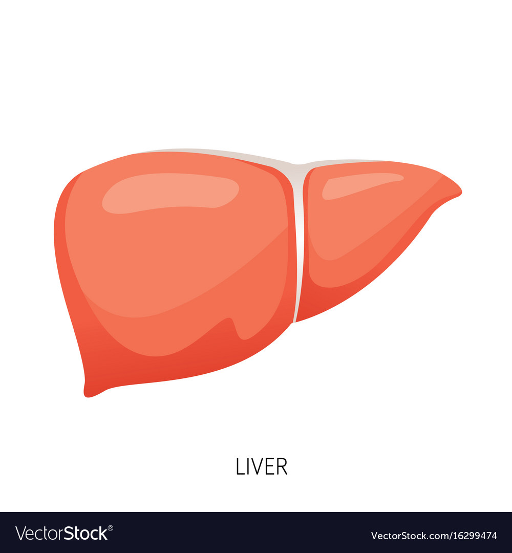 Diagram Of The Liver Liver Human Internal Organ Diagram