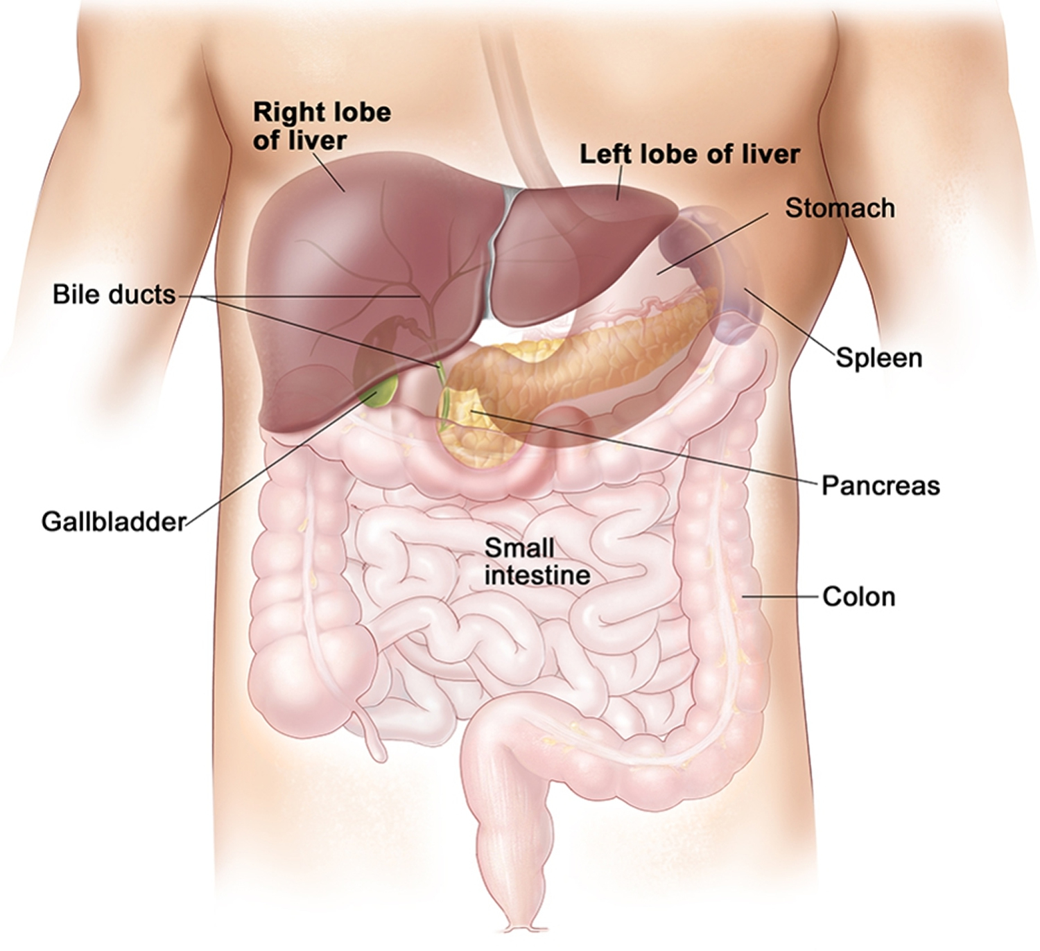 Diagram Of The Liver Liver Location Functions Anatomy Pictures And Faqs