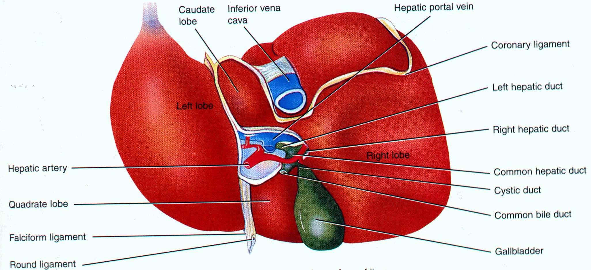 Diagram Of The Liver Liver Structure Diagram