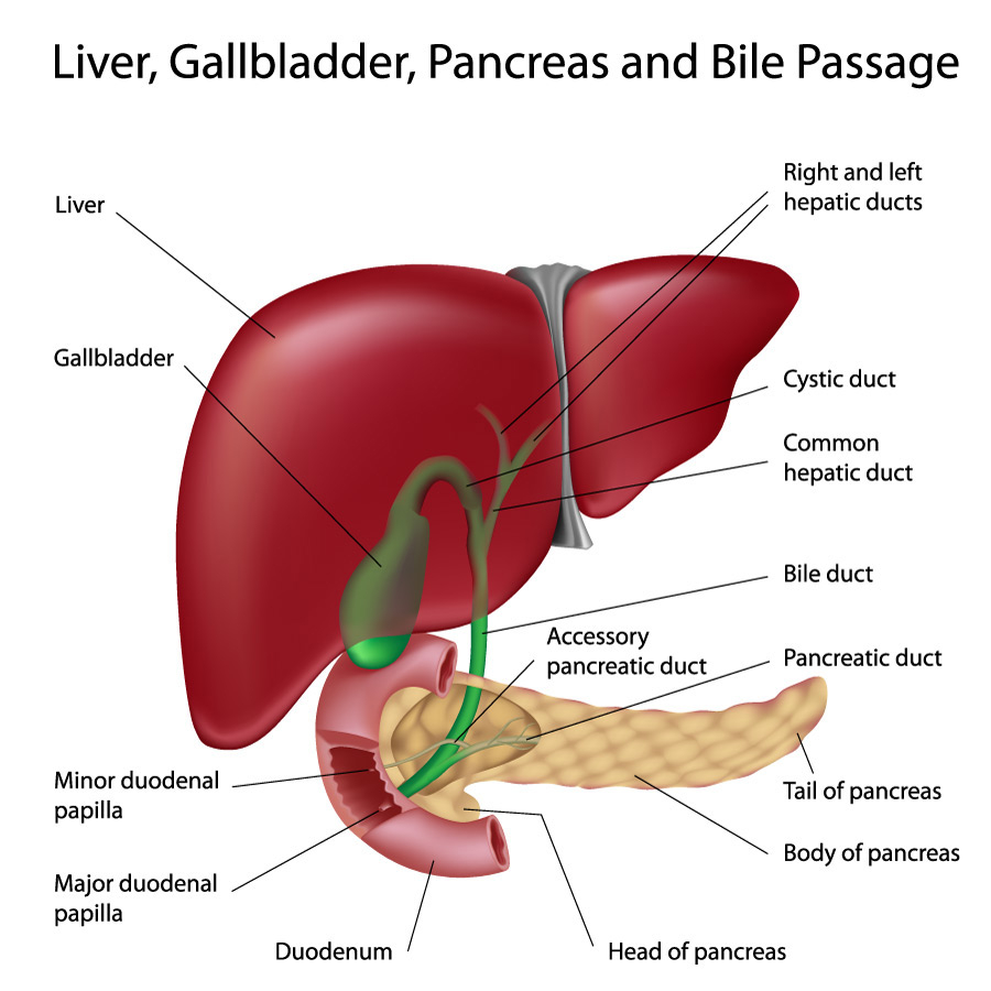 Diagram Of The Liver Primary Biliary Cholangitis Jackson Siegelbaum Gastroenterology
