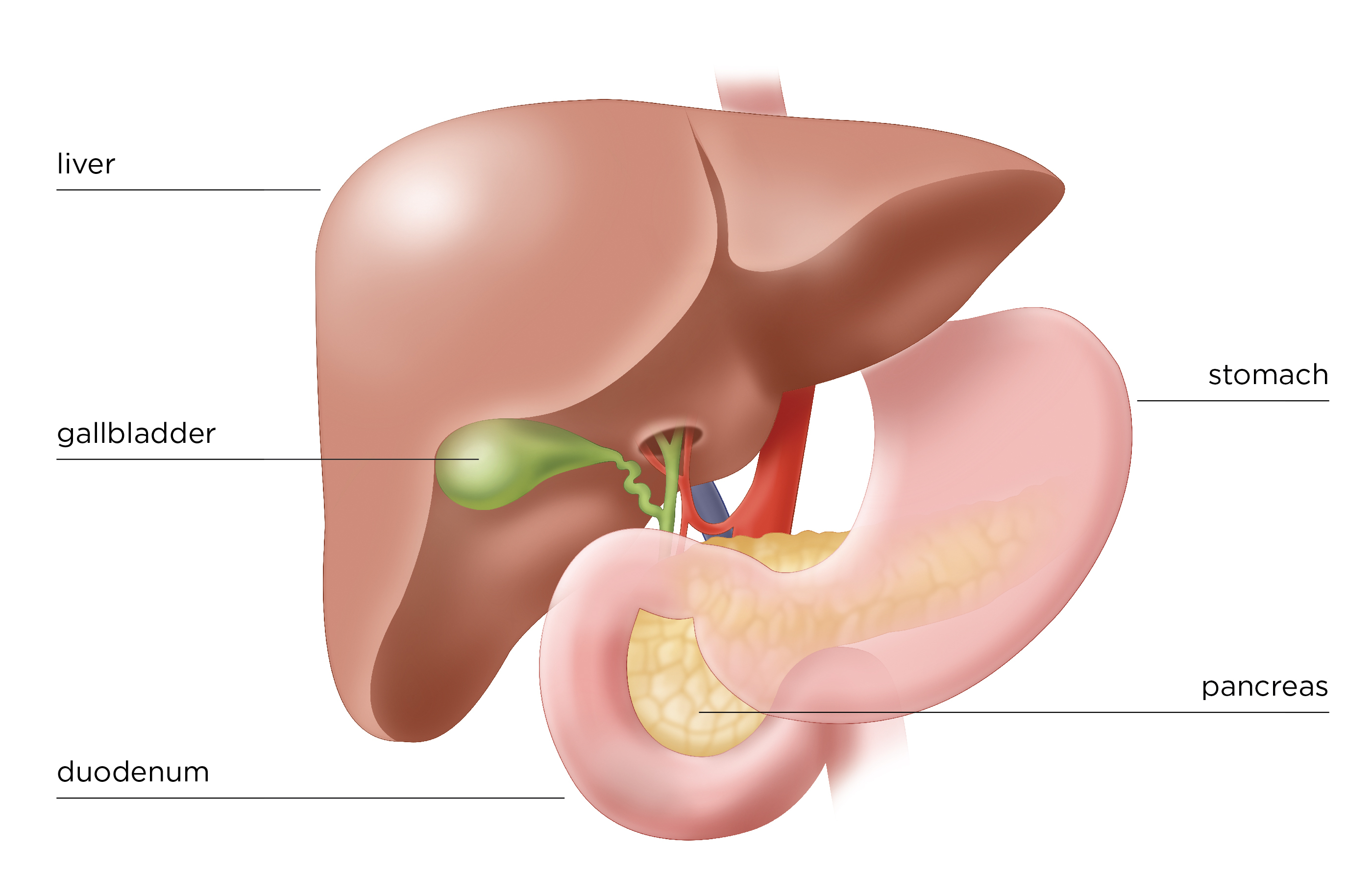 Diagram Of The Liver Stomach Pancreas Diagram Wiring Diagram Library