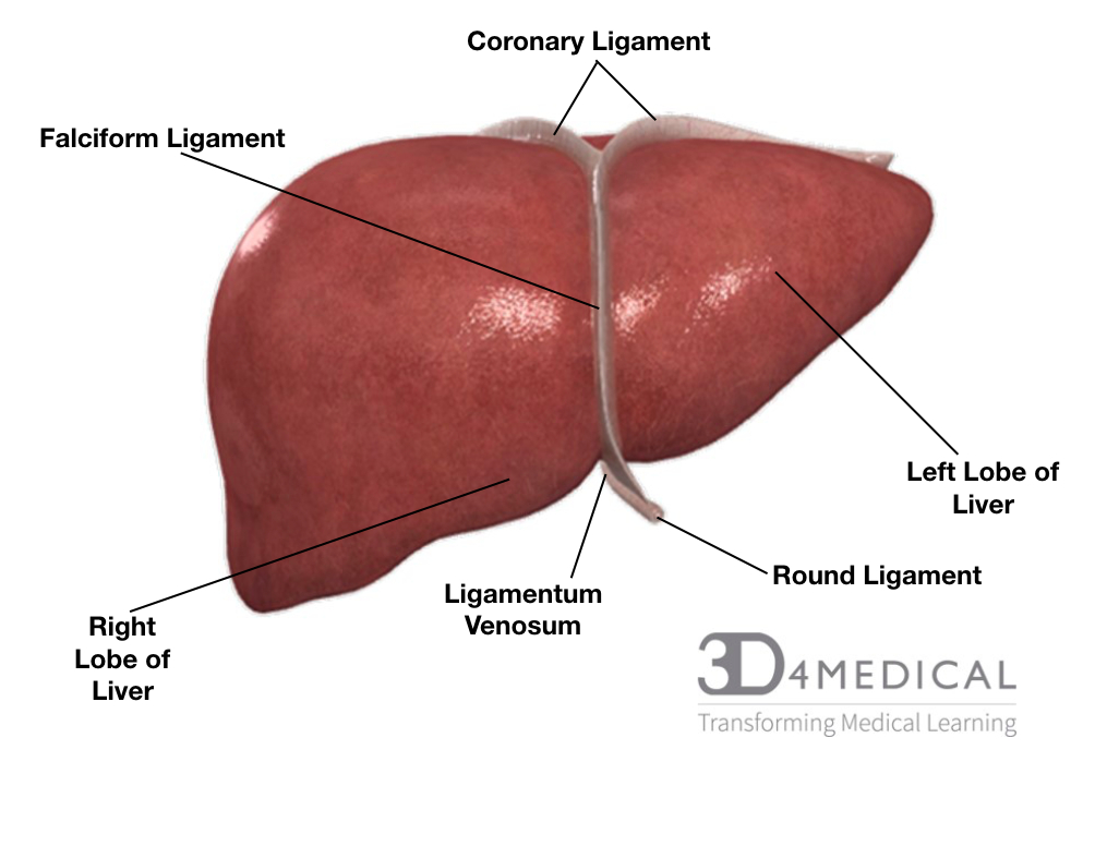 Diagram Of The Liver Visceral Organs Advanced Anatomy 2nd Ed