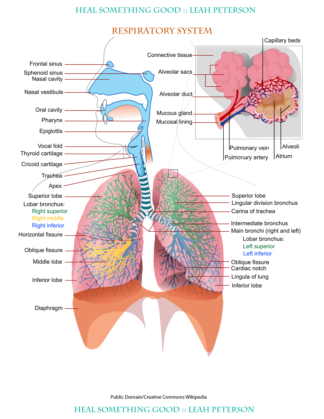 Diagram Of The Respiratory System Chart Respiratory System Heal Something Good
