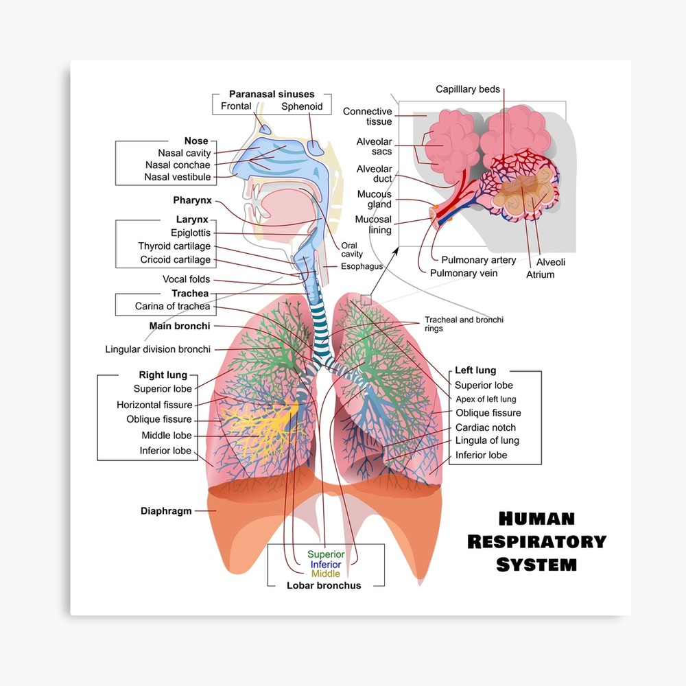 Diagram Of The Respiratory System Human Respiratory System Diagram Canvas Print