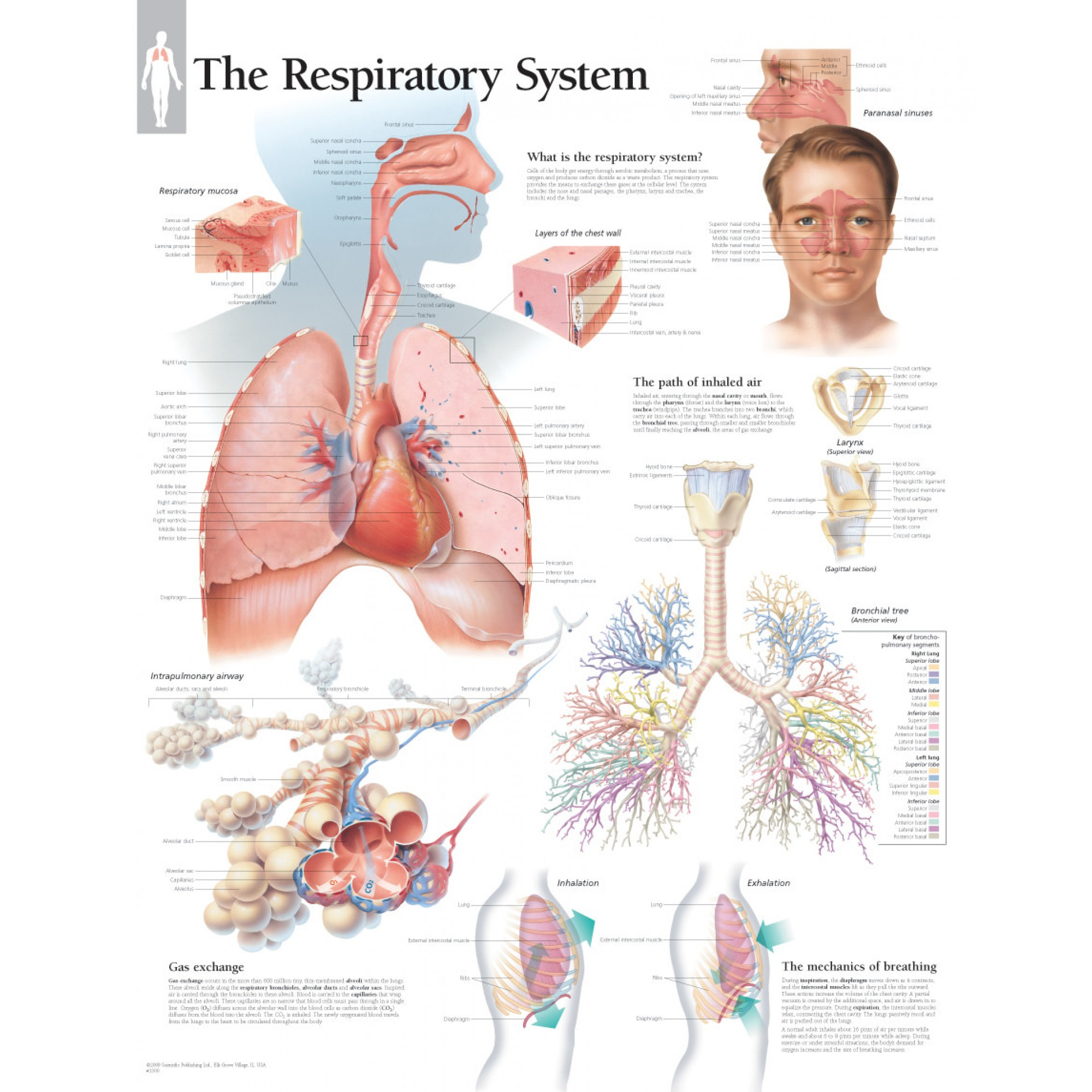 Diagram Of The Respiratory System Respiratory System Chart