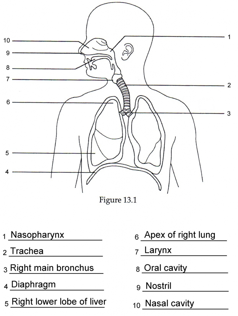 Diagram Of The Respiratory System Respiratory System Simple Diagram