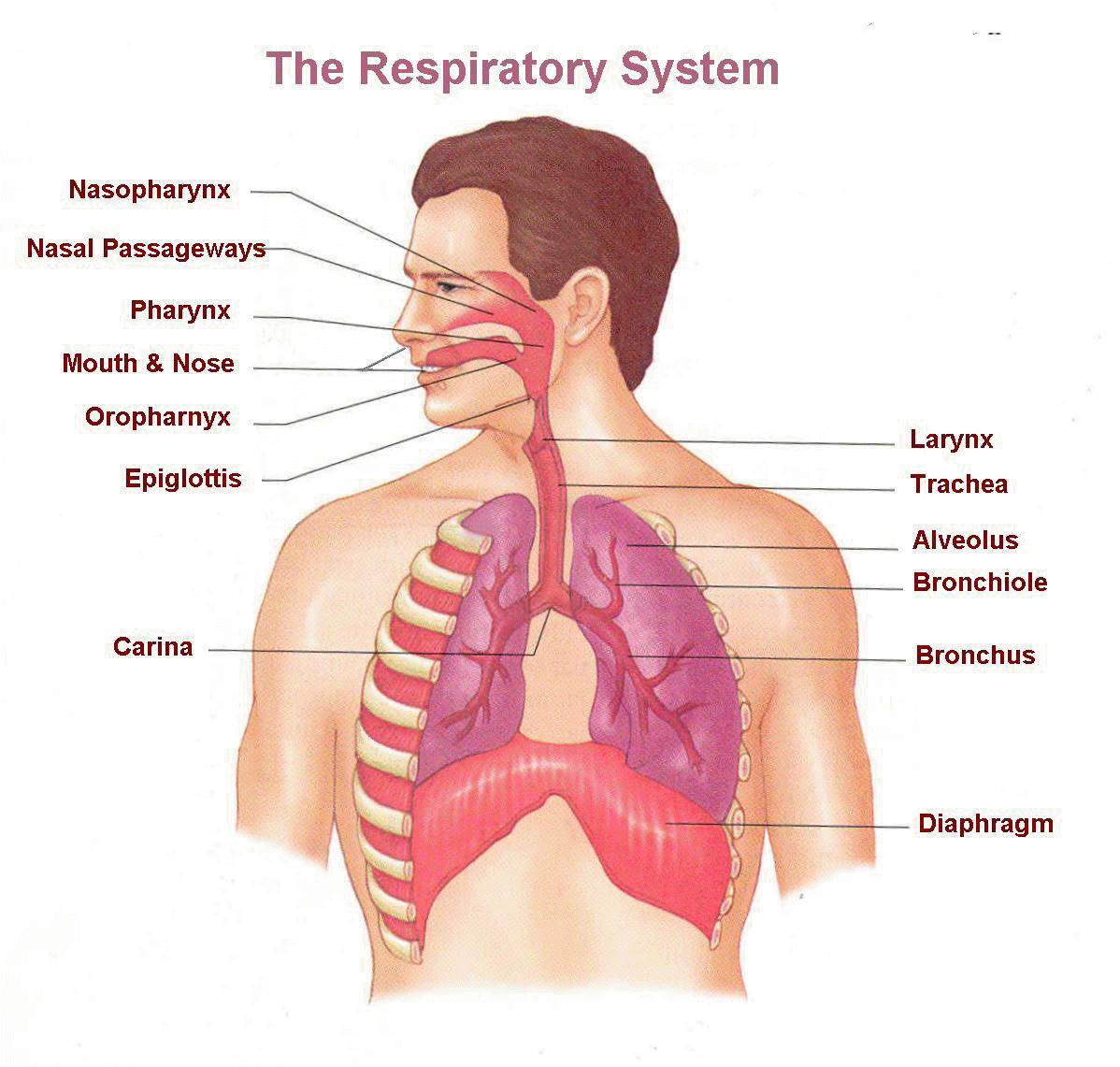 Diagram Of The Respiratory System The Respiratory System Lesson 0393 Tqa Explorer