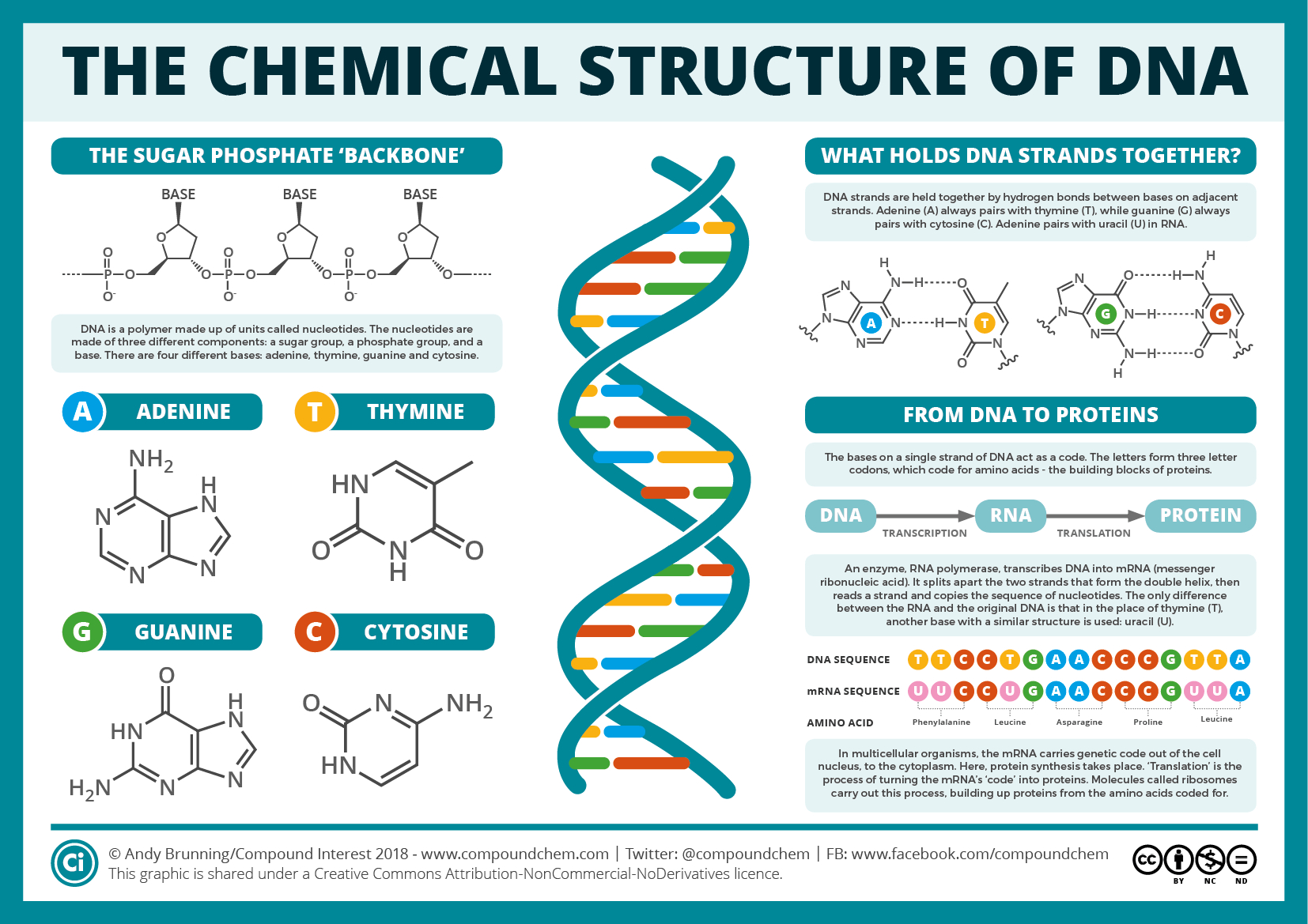 Dna Molecule Diagram The Chemical Structure Of Dna Compound Interest