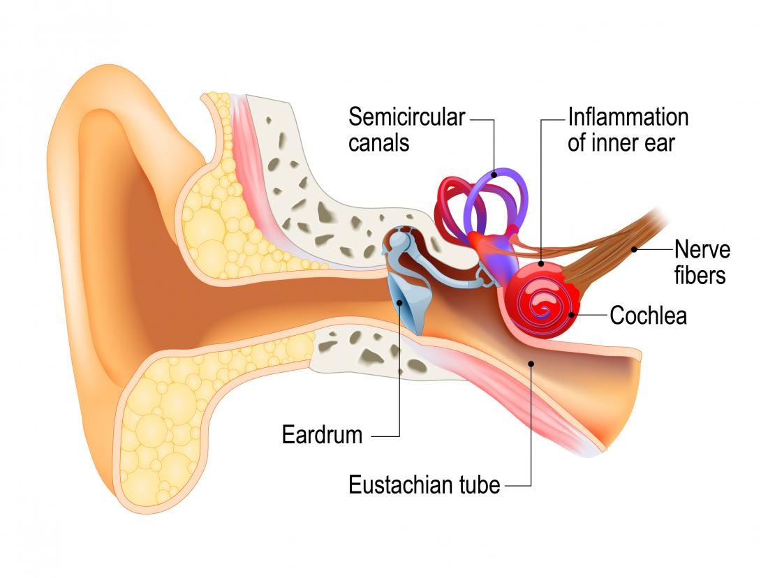 Ear Infection Diagram Larinthitis Causes Symptoms Treatment And Recovery