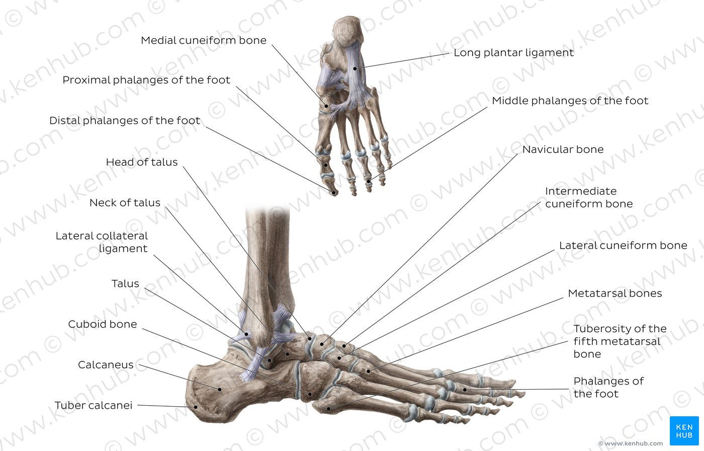 Foot Bones Diagram Diagram Pictures Bones Of The Foot Anatomy Kenhub
