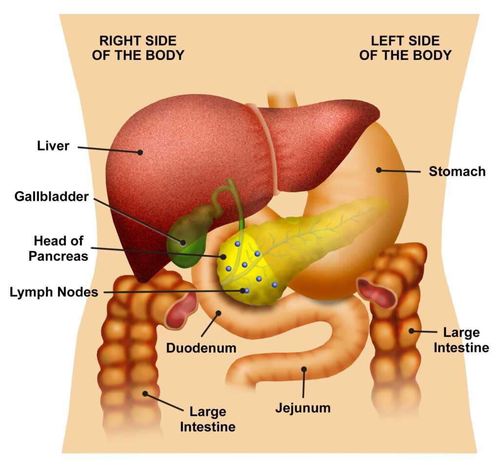 gallbladder-pain-location-diagram-exatin-info