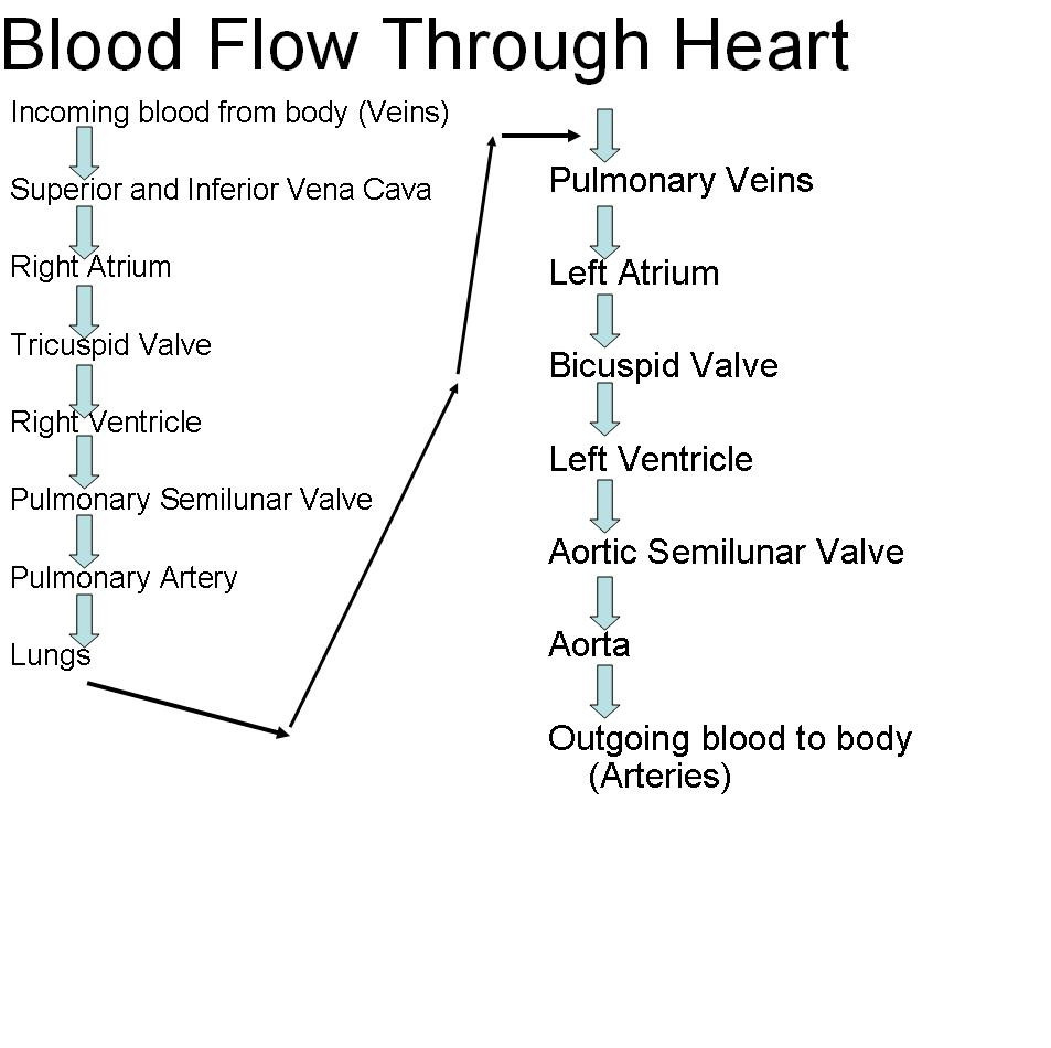 Heart Blood Flow Diagram Blood Flow Through The Heart Diagram Step Step 044 How Blood