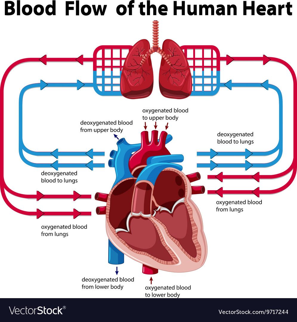 Heart Blood Flow Diagram Chart Showing Blood Flow Of Human Heart
