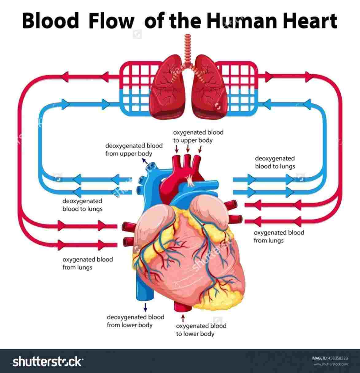 Heart Blood Flow Diagram Circulatory Human Heart Blood Flow Diagram System Blood Flow Diagram