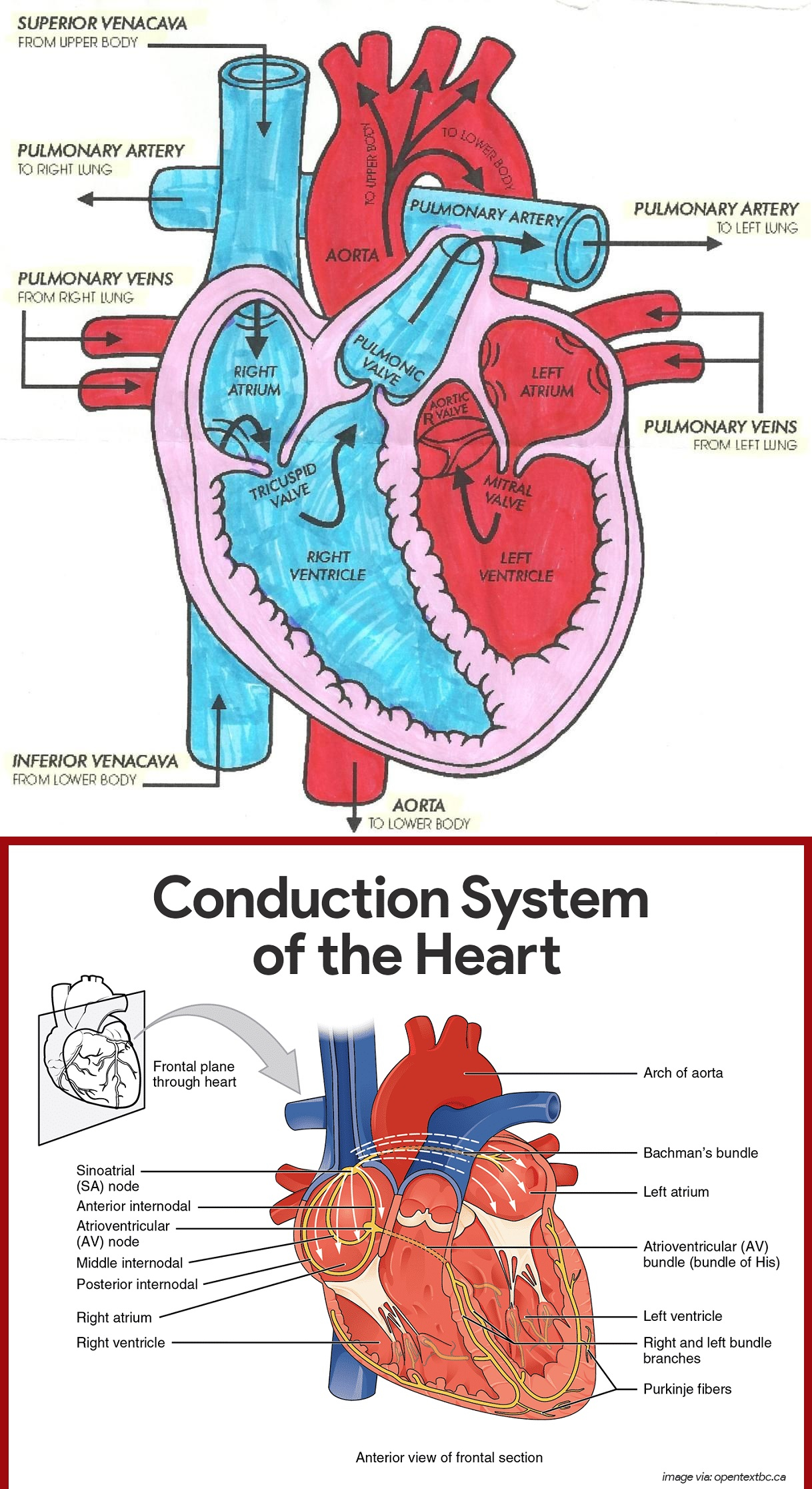 Heart Blood Flow Diagram Diagram Of Heart Blood Flow For Cardiac Nursing Students Nclex Quiz