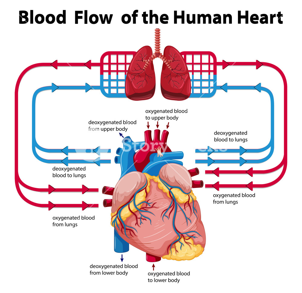 Heart Blood Flow Diagram Diagram Showing Blood Flow Of Human Heart Illustration Royalty Free