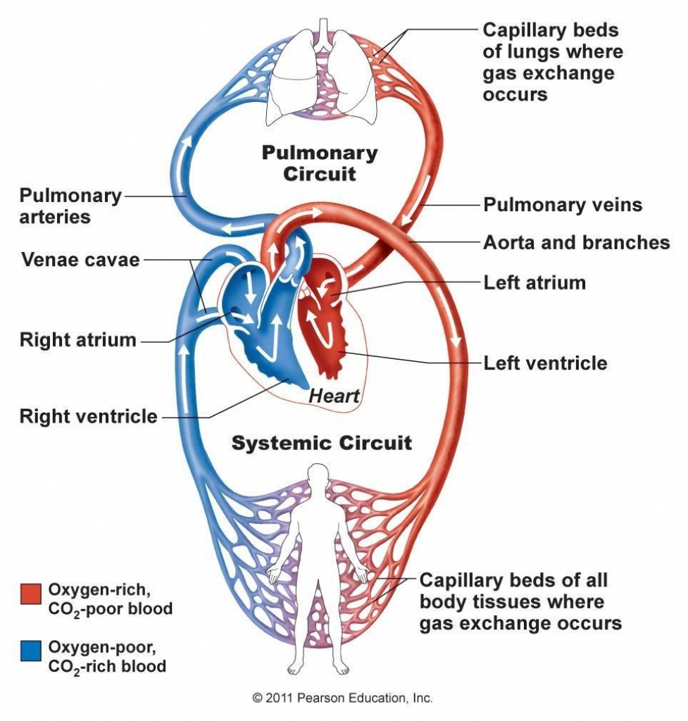Heart Blood Flow Diagram Flow Diagram Of Cardiovascular System Wiring Diagram Post