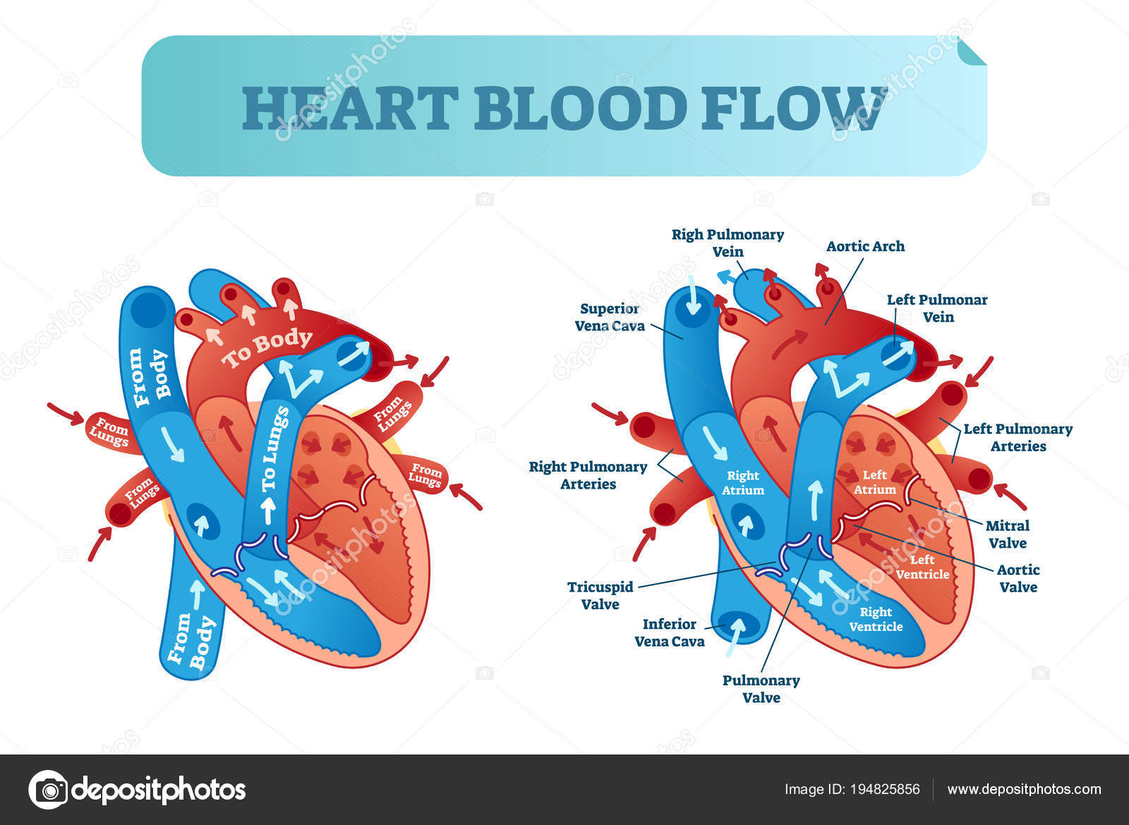 Heart Blood Flow Diagram Heart Blood Flow Circulation Anatomical Diagram With Atrium And