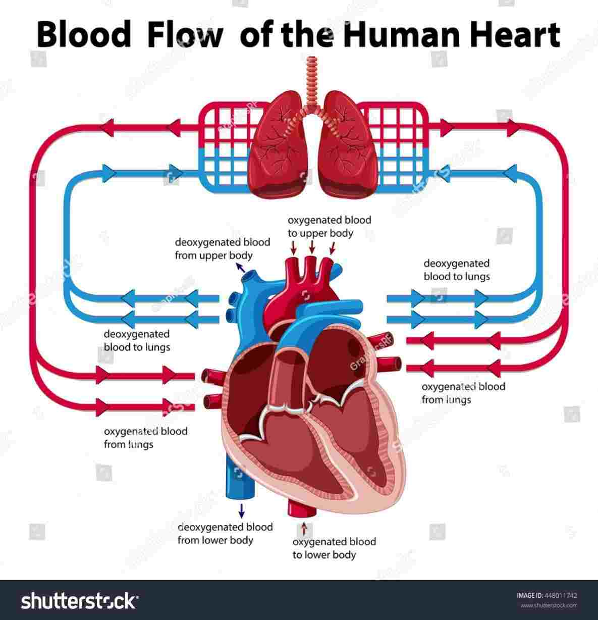 Heart Blood Flow Diagram Heart Blood Flow Diagram Body Blood Circulating Diagram Anatomy U