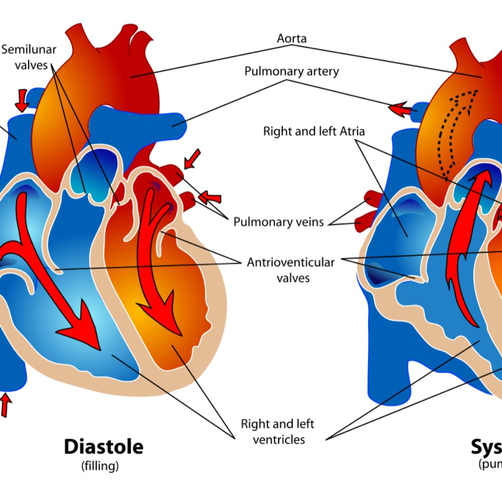 Heart Blood Flow Diagram Phases Of The Cardiac Cycle When The Heart Beats