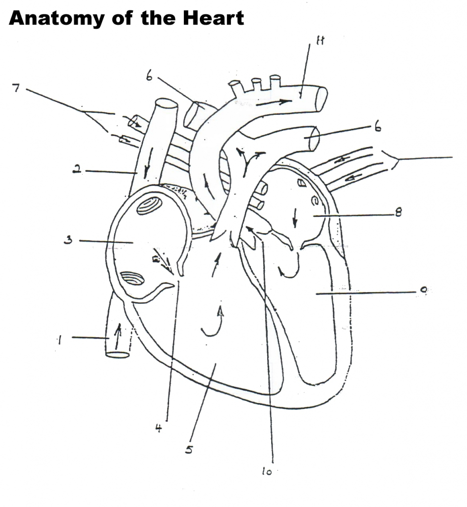 Heart Blood Flow Diagram The Best Free Flow Drawing Images Download From 281 Free Drawings