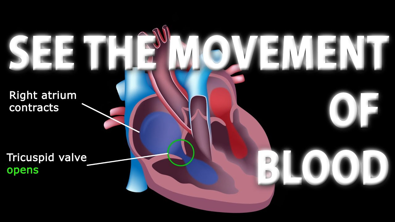 Heart Blood Flow Diagram The Pathway Of Blood Flow Through The Heart Animated Tutorial