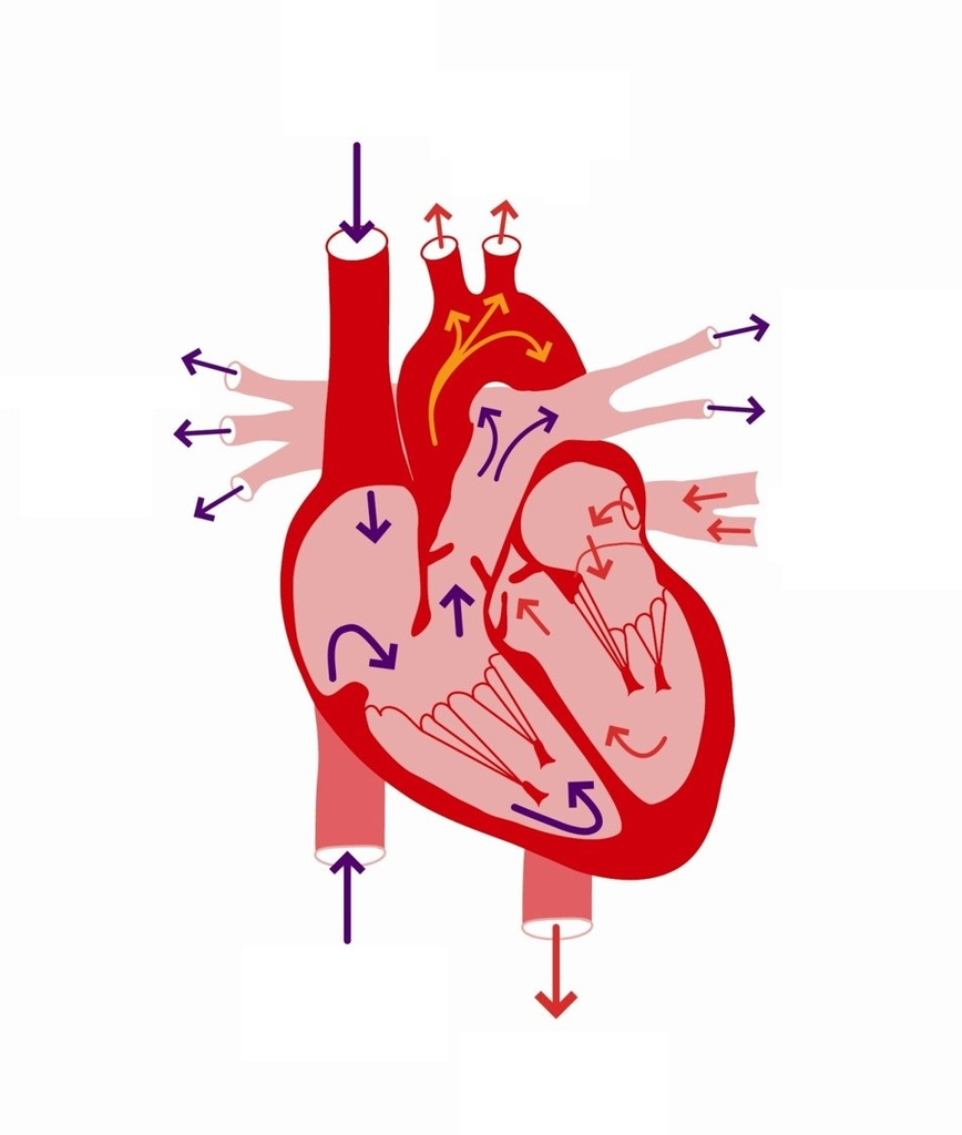 Heart Blood Flow Diagram W9 Heart Blood Flow Diagram Diagram Quizlet