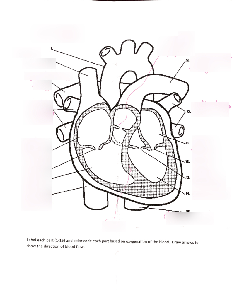 Heart Diagram Quiz 9th Grade Biology Heart Diagram Quiz Let Diagram Quizlet