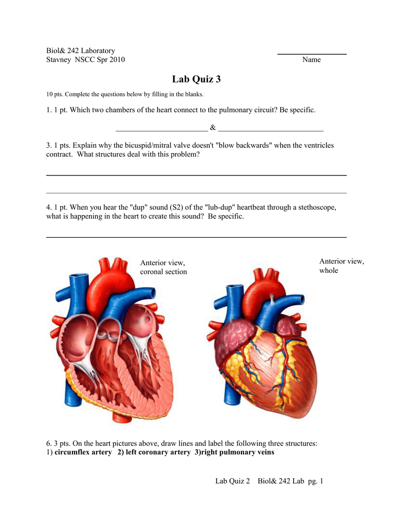 Heart Diagram Quiz - exatin.info