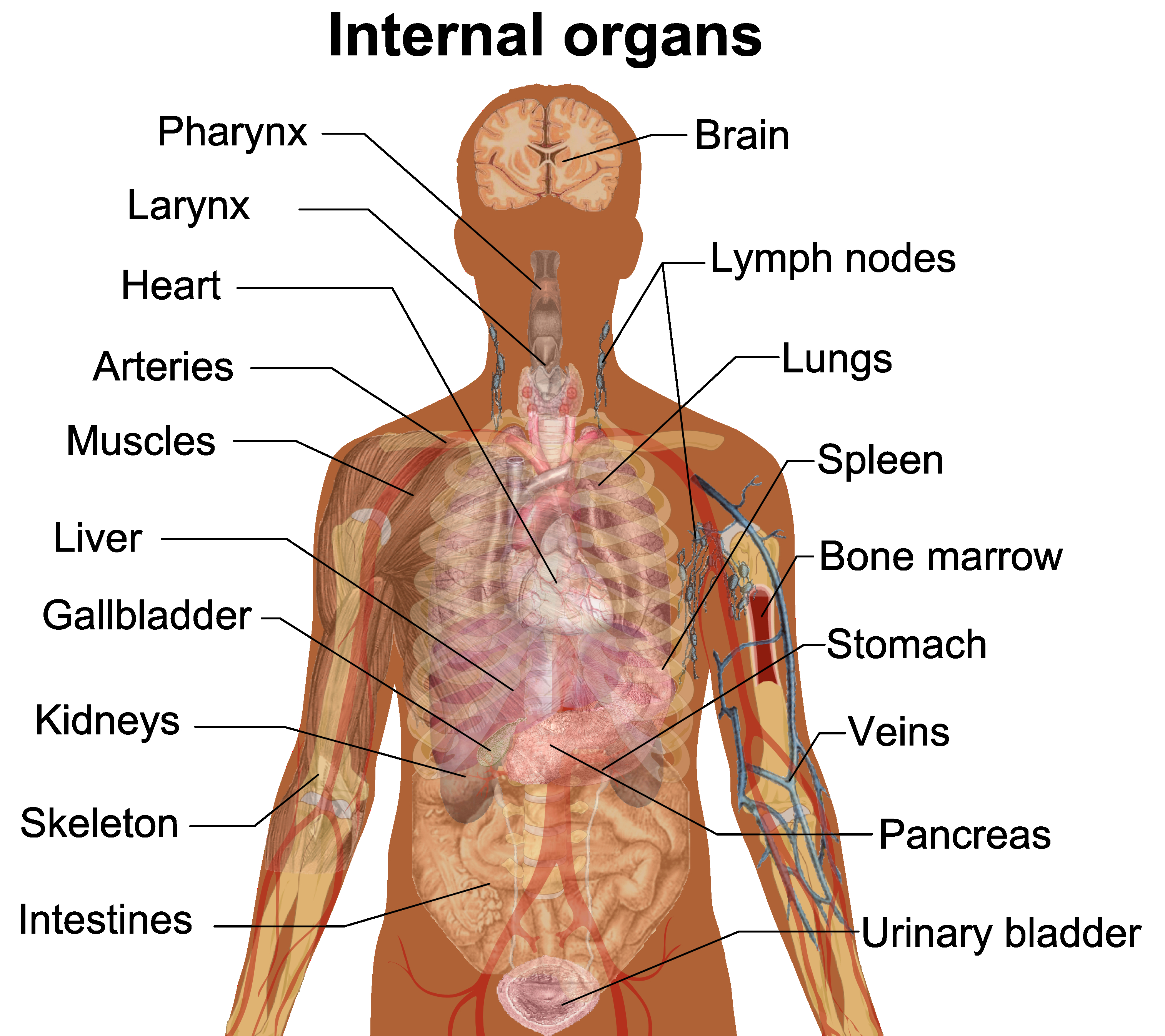 Human Organs Diagram Organ Anatomy Wikipedia