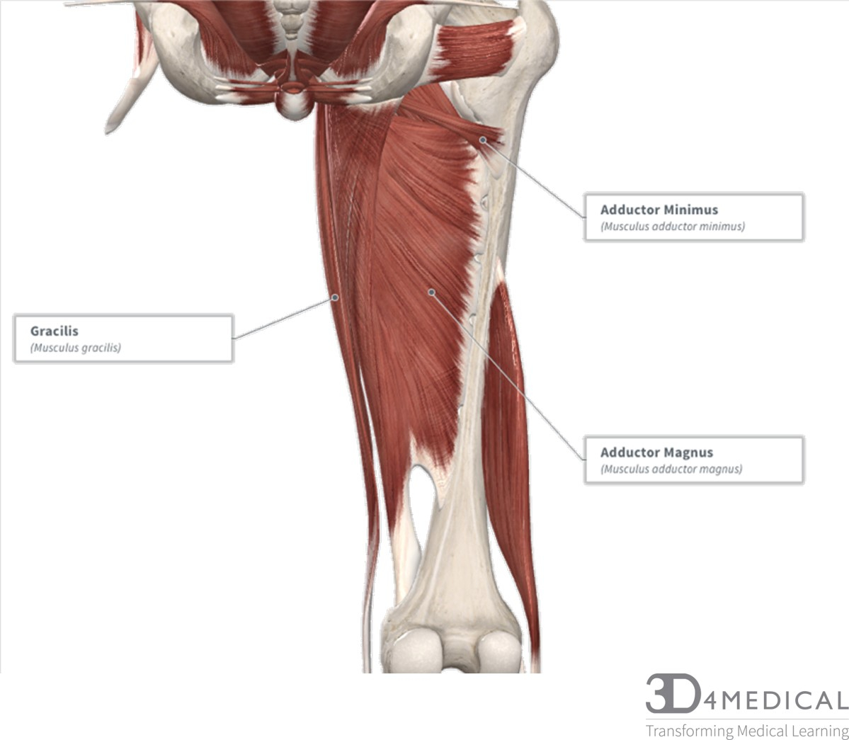 Leg Muscle Diagram - exatin.info