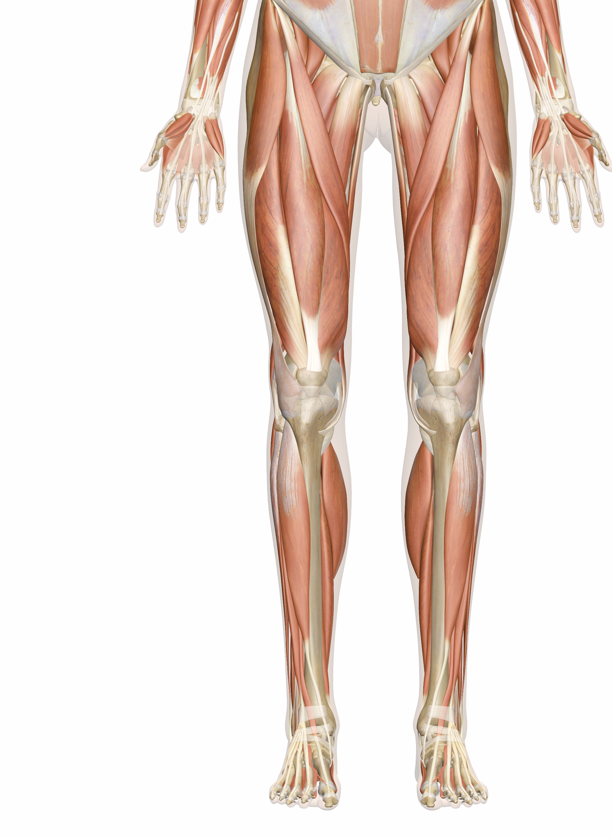 Leg Muscles Diagram Muscles Of The Leg And Foot