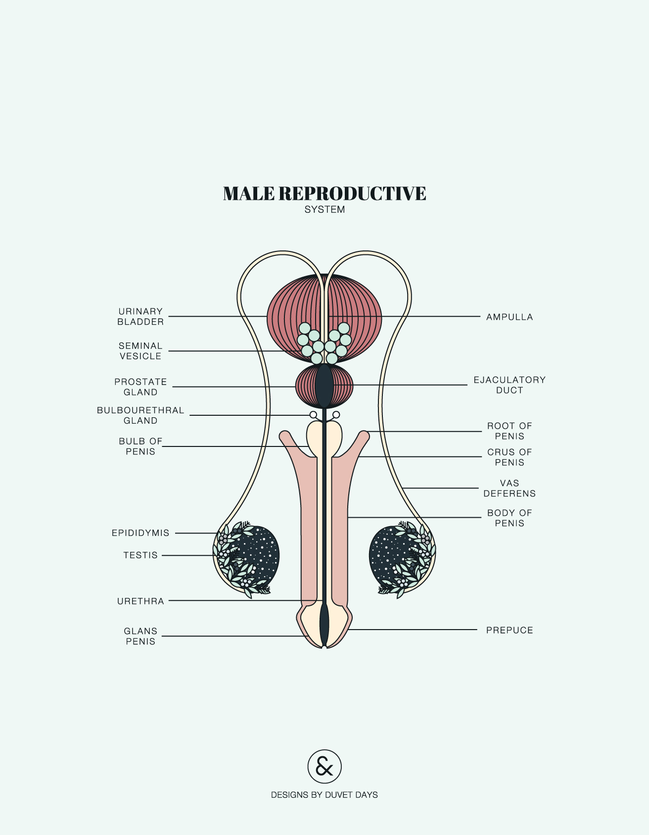 Male Reproductive System Diagram - exatin.info
