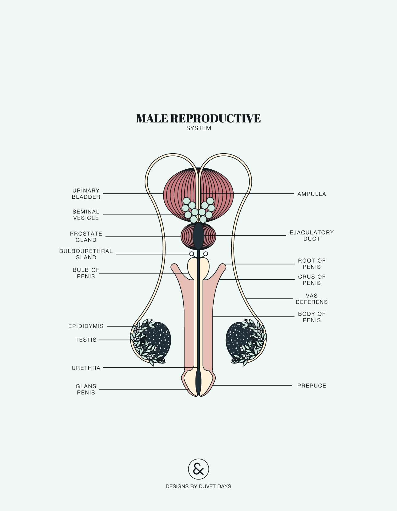 Male Reproductive System Diagram Labeled Pictures ~ Reproductive System