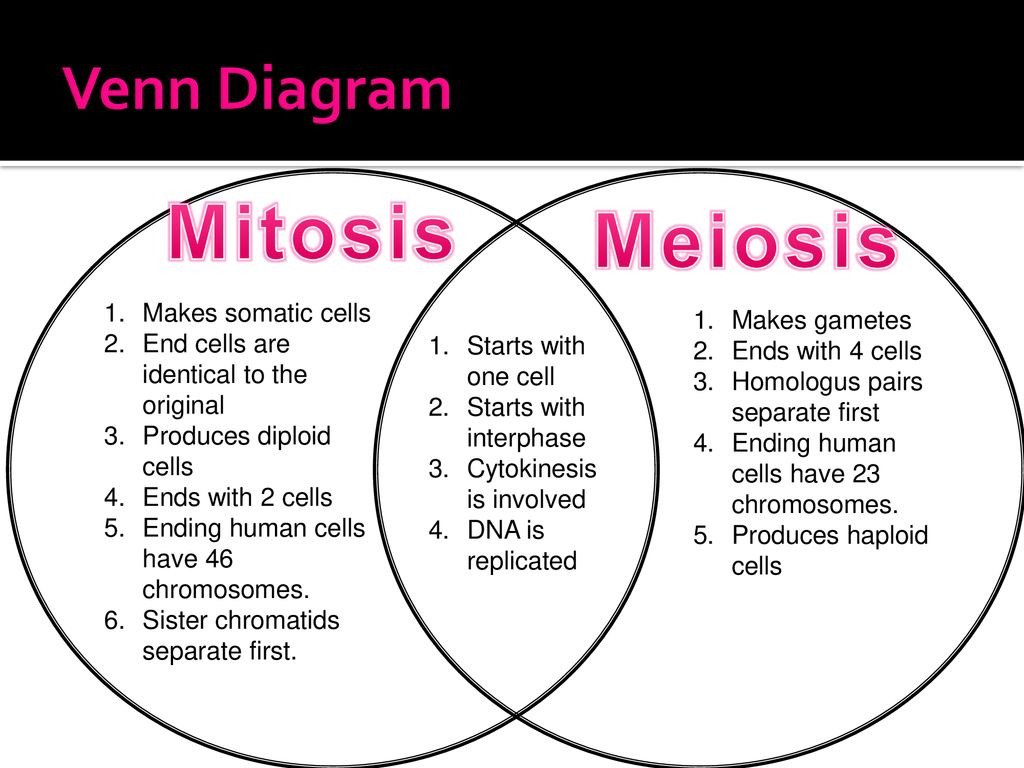 Mitosis Meiosis Venn Diagram Exatin info