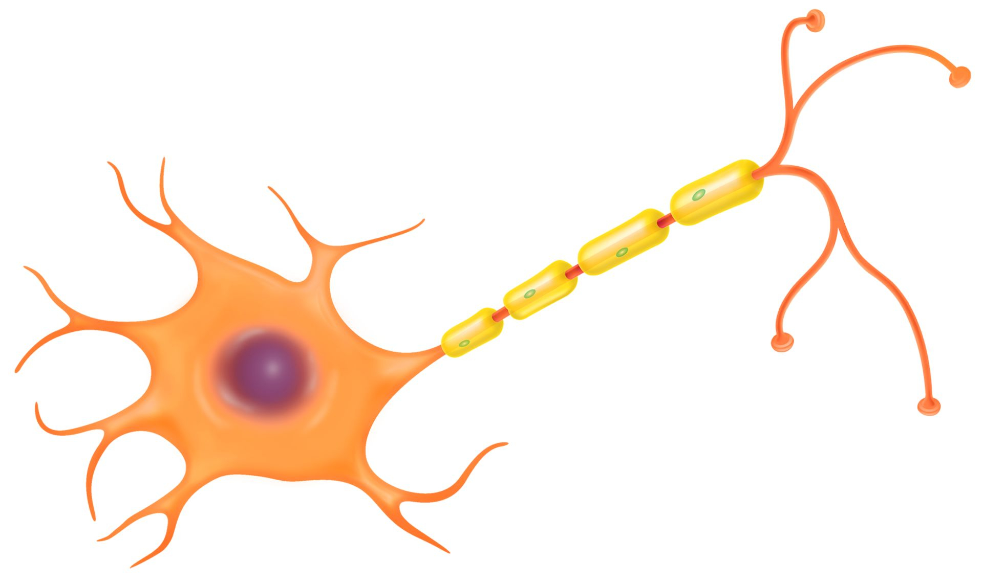 Nerve Cell Diagram Nerve Cell Function Nerve Cell Diagram Dk Find Out