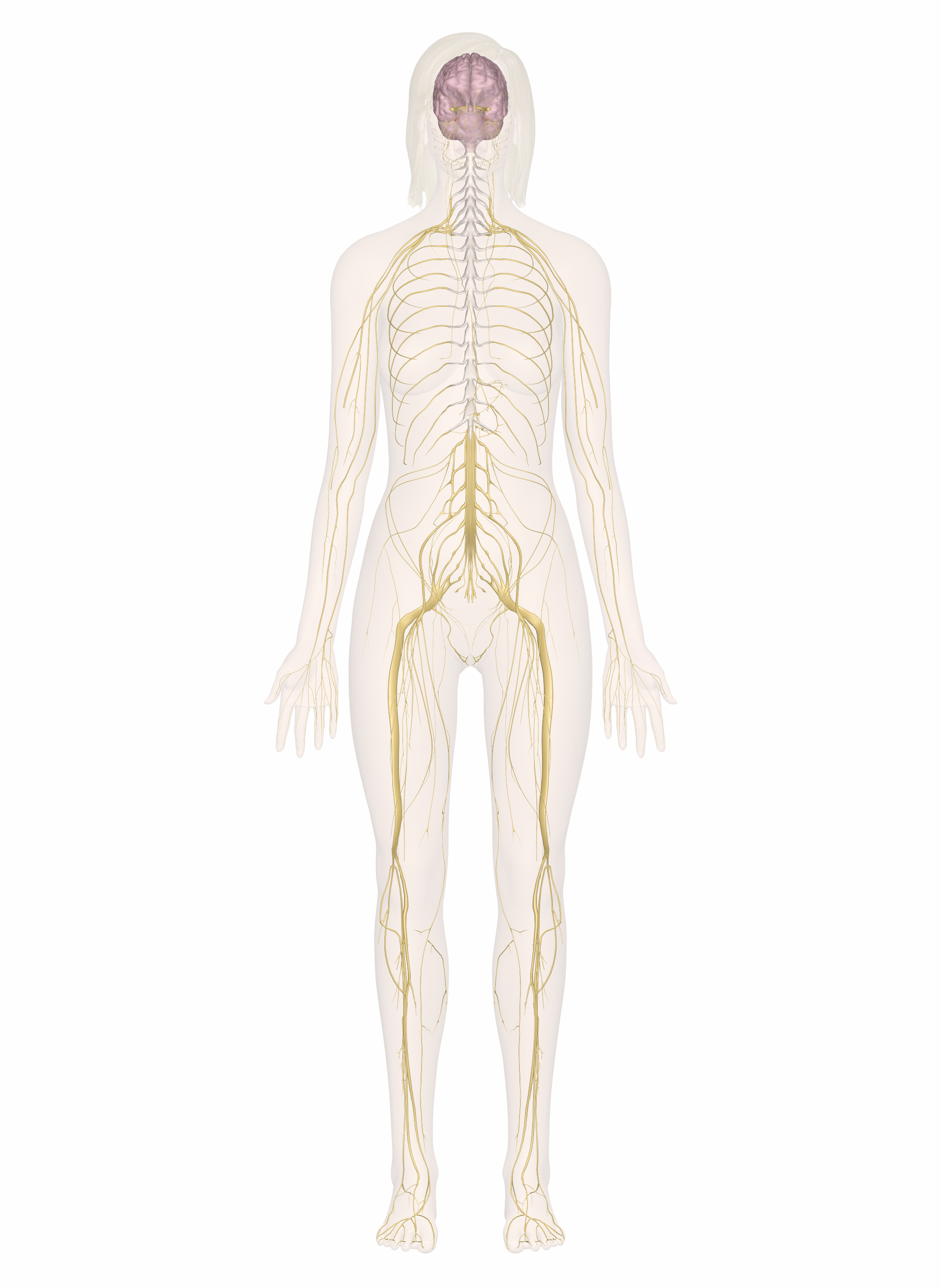 nervous-system-diagram-exatin-info