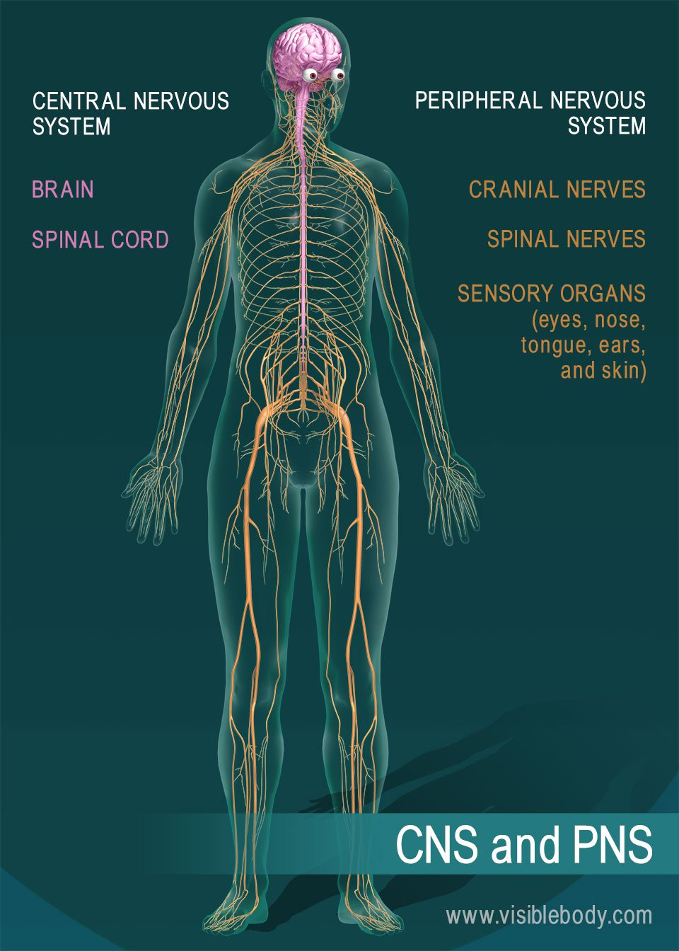 nervous-system-diagram-exatin-info