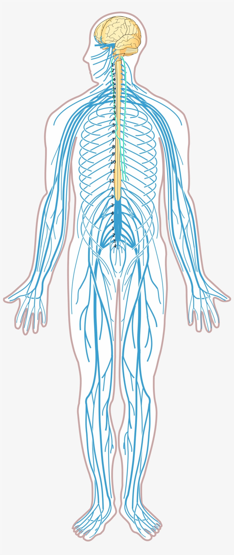 nervous-system-diagram-exatin-info