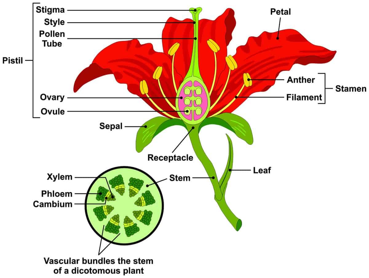 Parts Of A Flower Diagram Parts Of A Flower And Plant Do You Know Them All 7 Diagrams