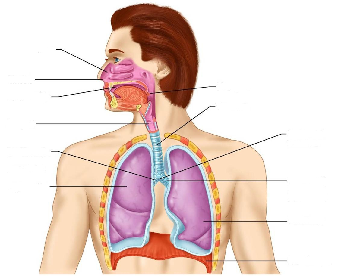 Respiratory System Diagram - exatin.info