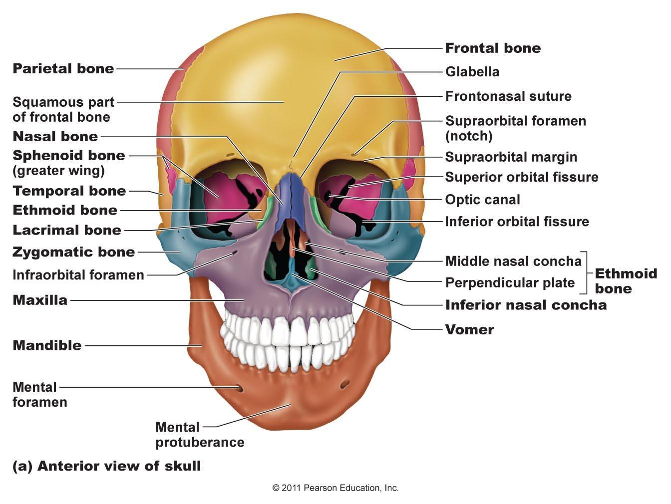 Skull Bones Diagram Skull Bones Diagram Palatine Bone Wiring Diagram Bookmark